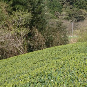 お茶畑の様子（茶期臨時休業について）