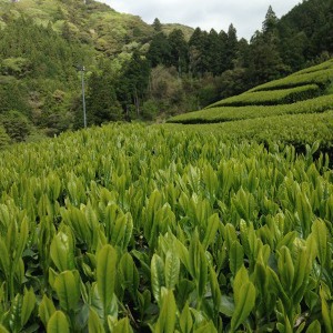 お茶畑の様子その②（茶期臨時休業について）